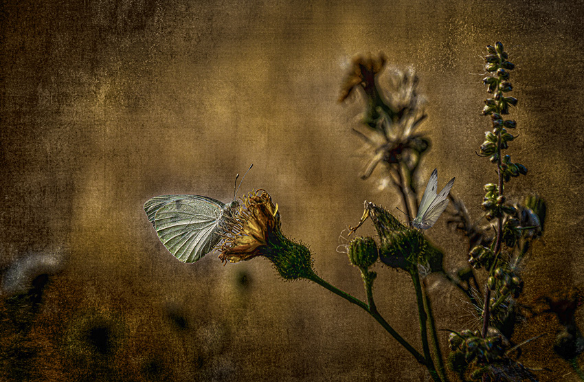 Fotograf: Aage Madsen Titel: Butterflies